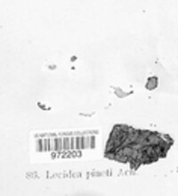 Coenogonium pineti image